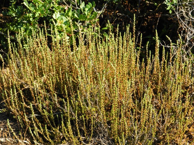 Camphorosma monspeliaca / Canforata di Montpellier